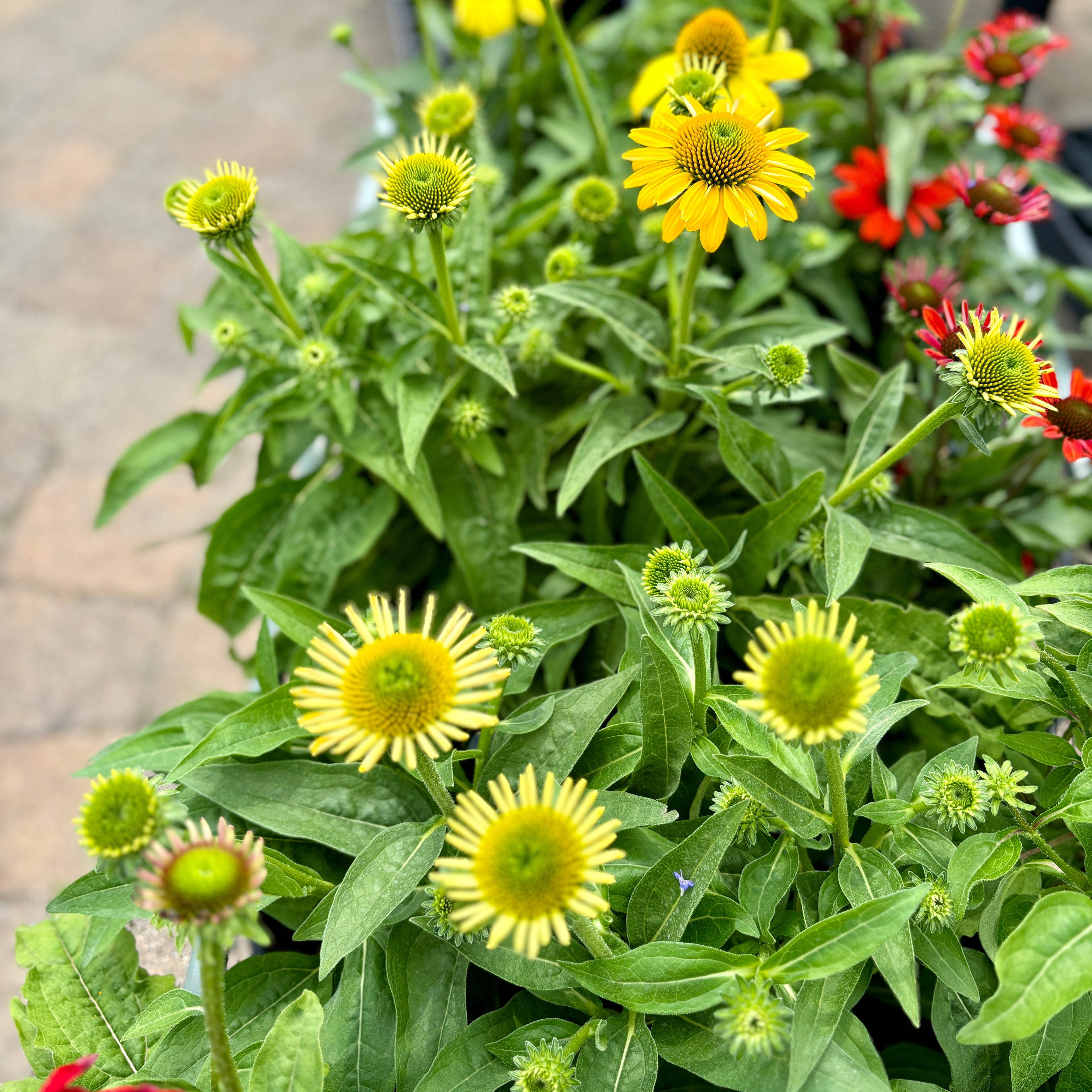 Echinacea Sombrero 'Lemon Yellow' - Quart Pot