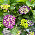 Hydrangea 'serenade Newport'
