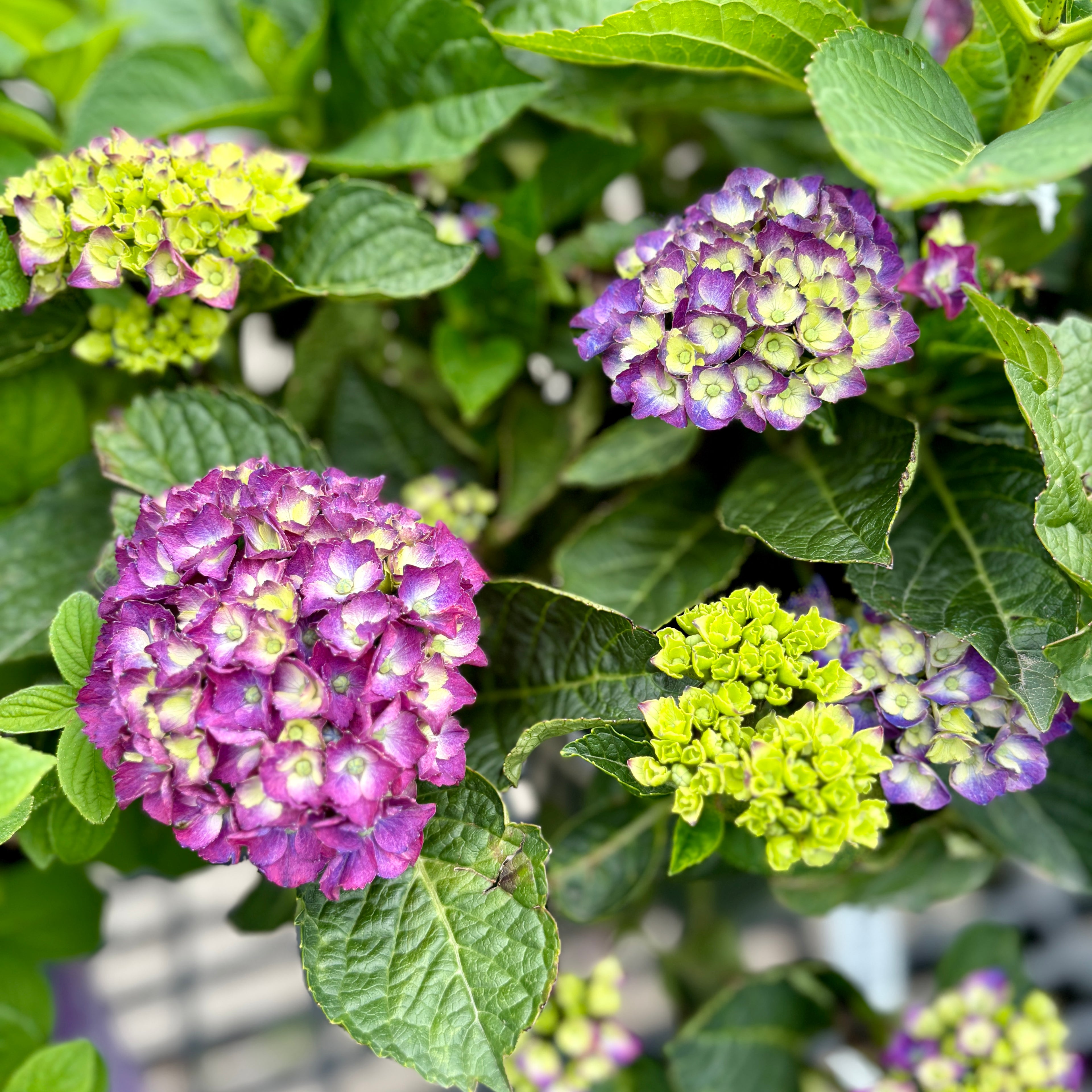 Hydrangea 'serenade Newport'