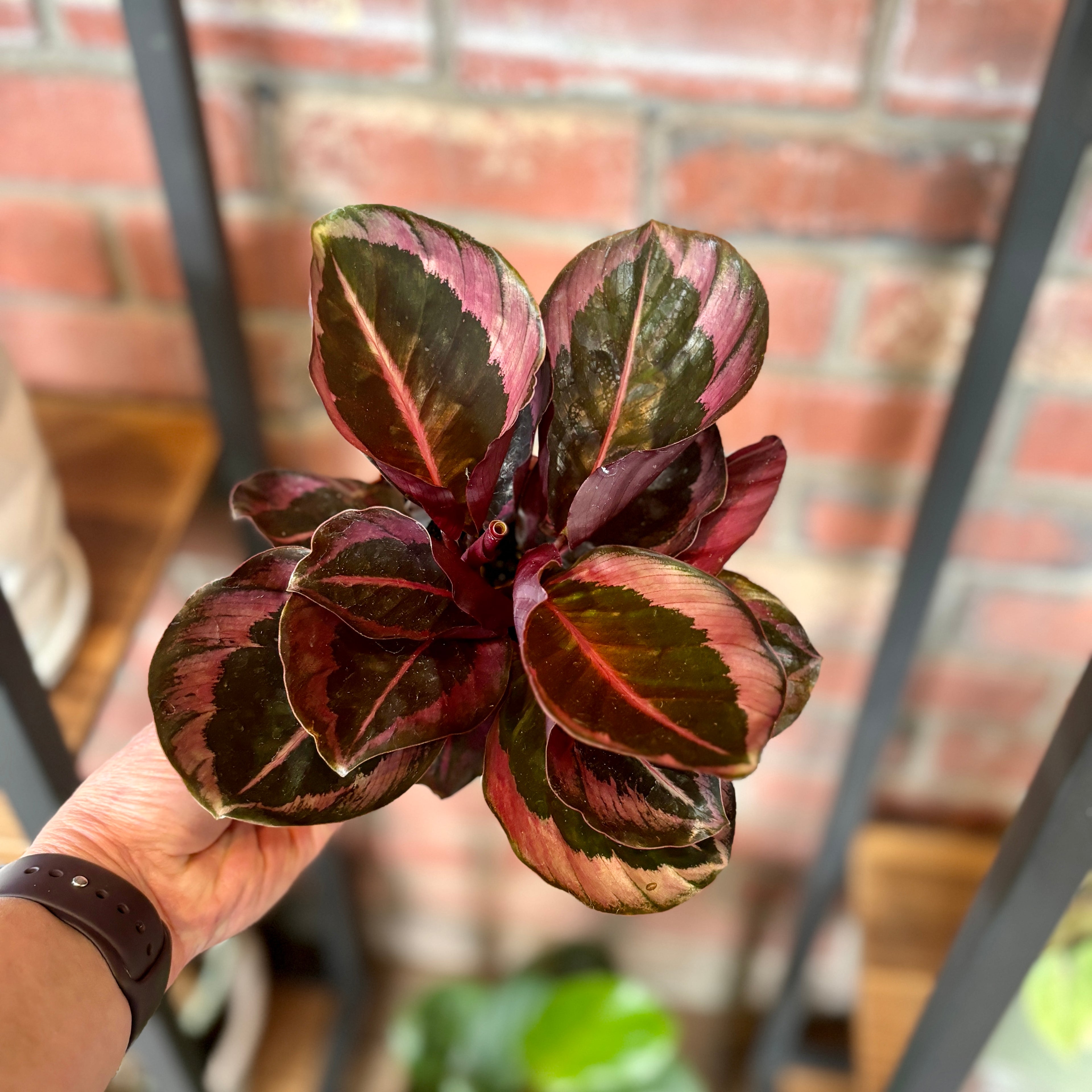 Calathea Red Mojo 4"