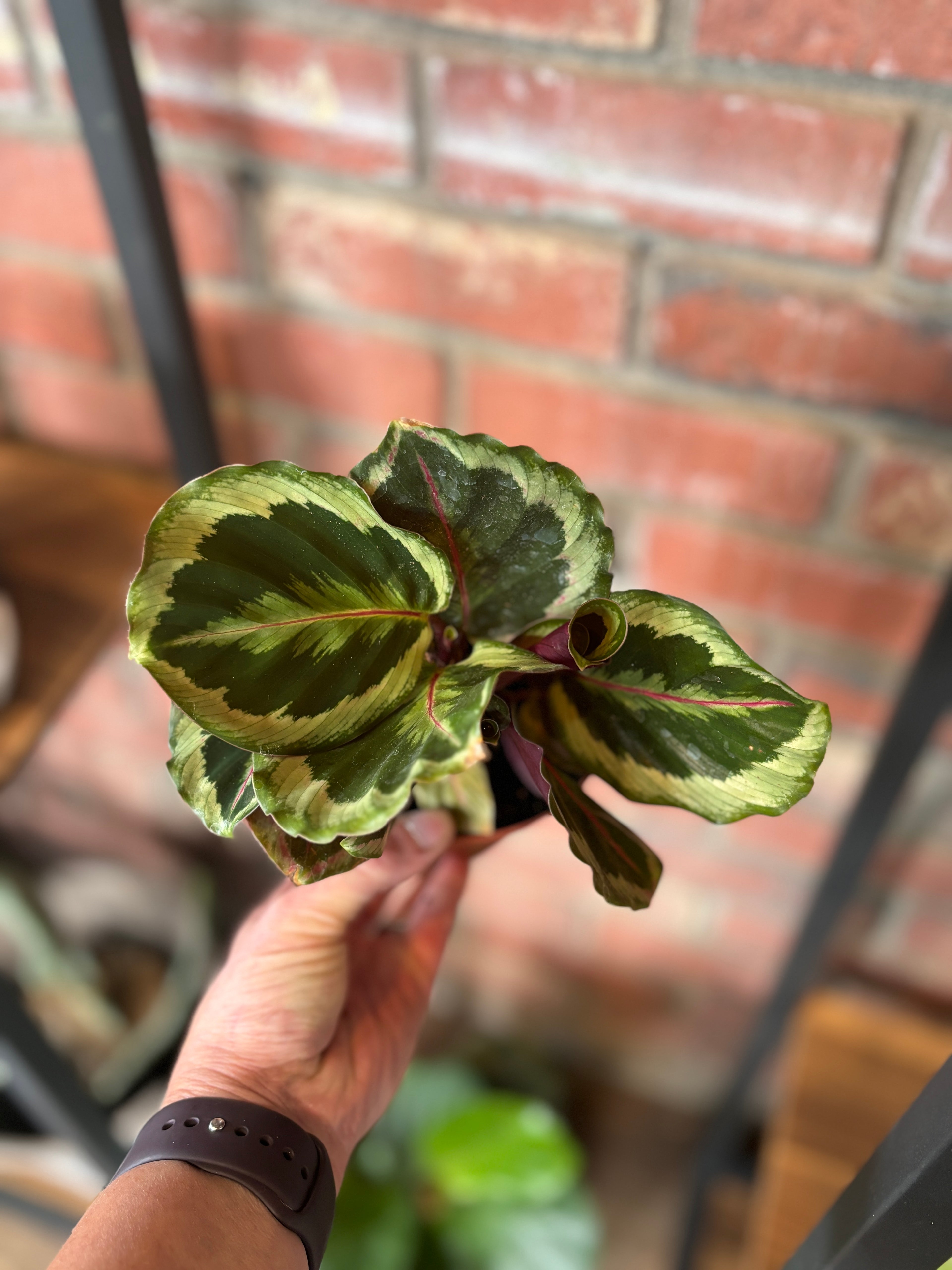 Calathea Rose Painted 4"