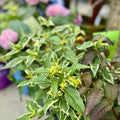 Diervilla 'Cool Splash' Honeysuckle #2