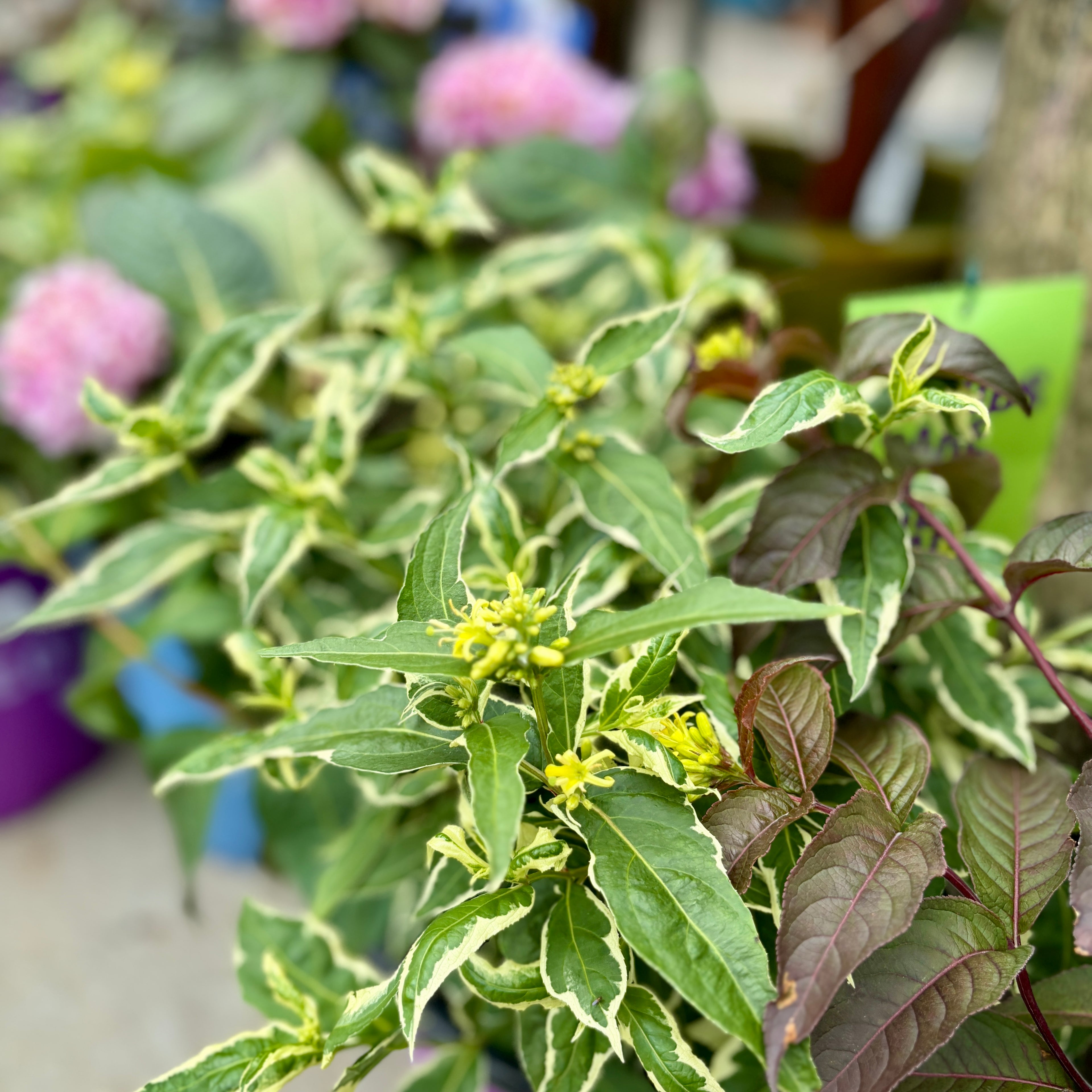 Diervilla 'Cool Splash' Honeysuckle #2