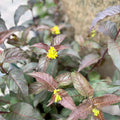 Diervilla 'Nightglow' #2 Dwarf Bush Honeysuckle