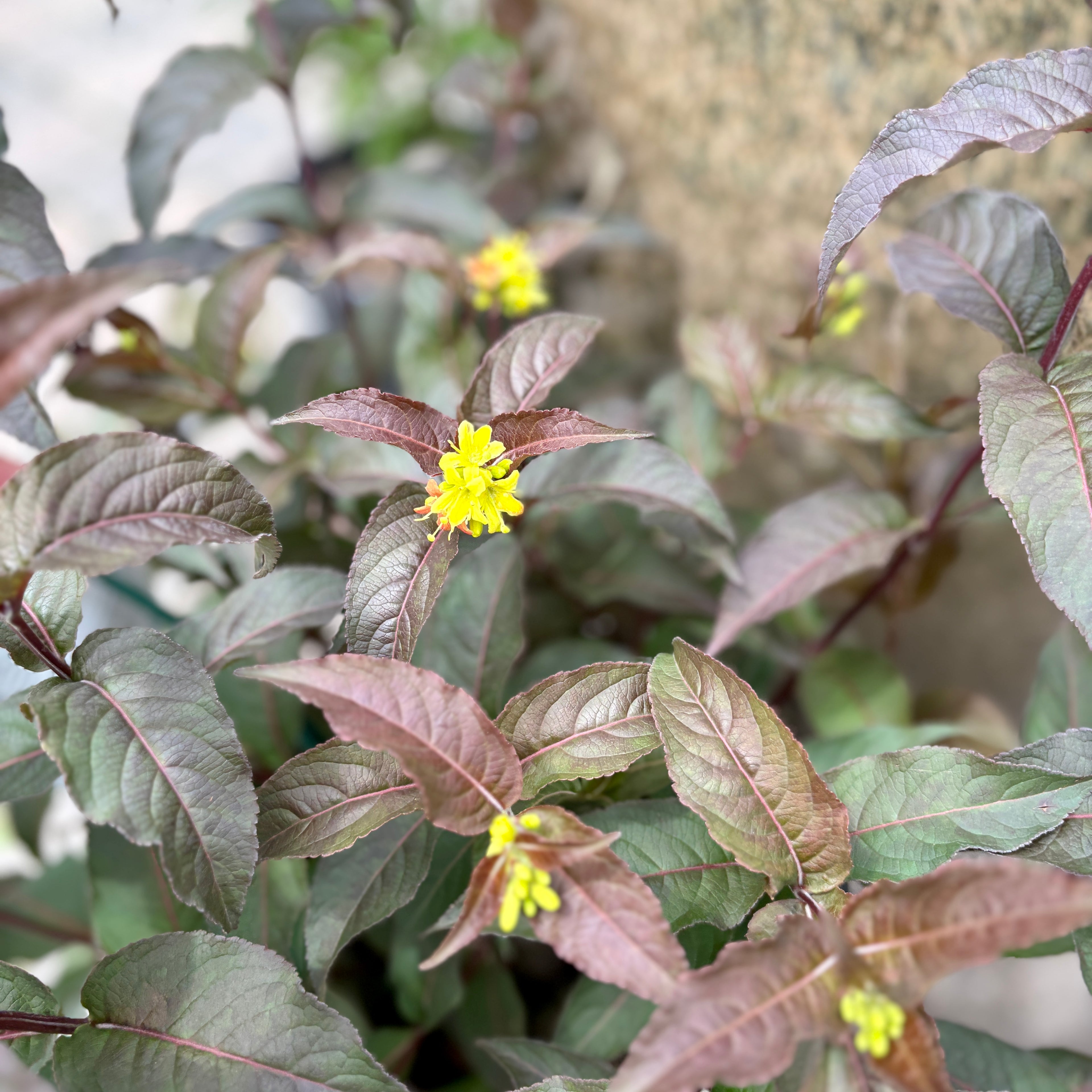 Diervilla 'Nightglow' #2 Dwarf Bush Honeysuckle