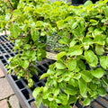 Hydrangea 'Climbing Hydrangea' #2