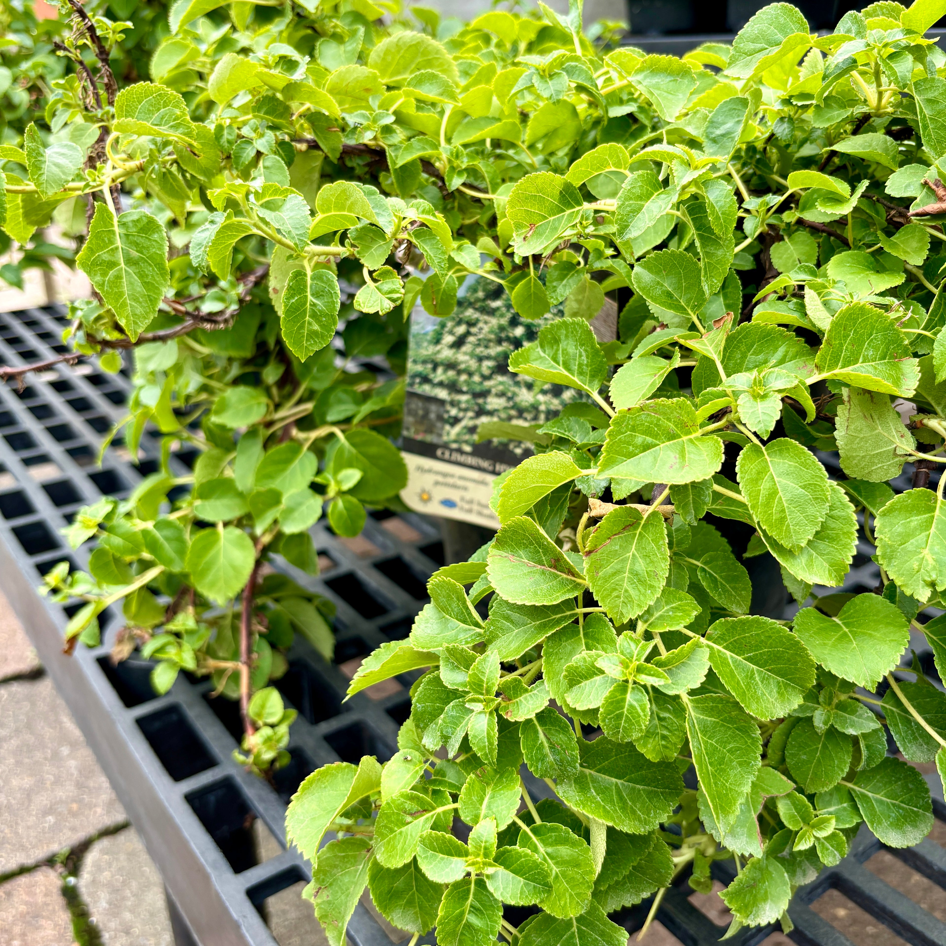 Hydrangea 'Climbing Hydrangea' #2