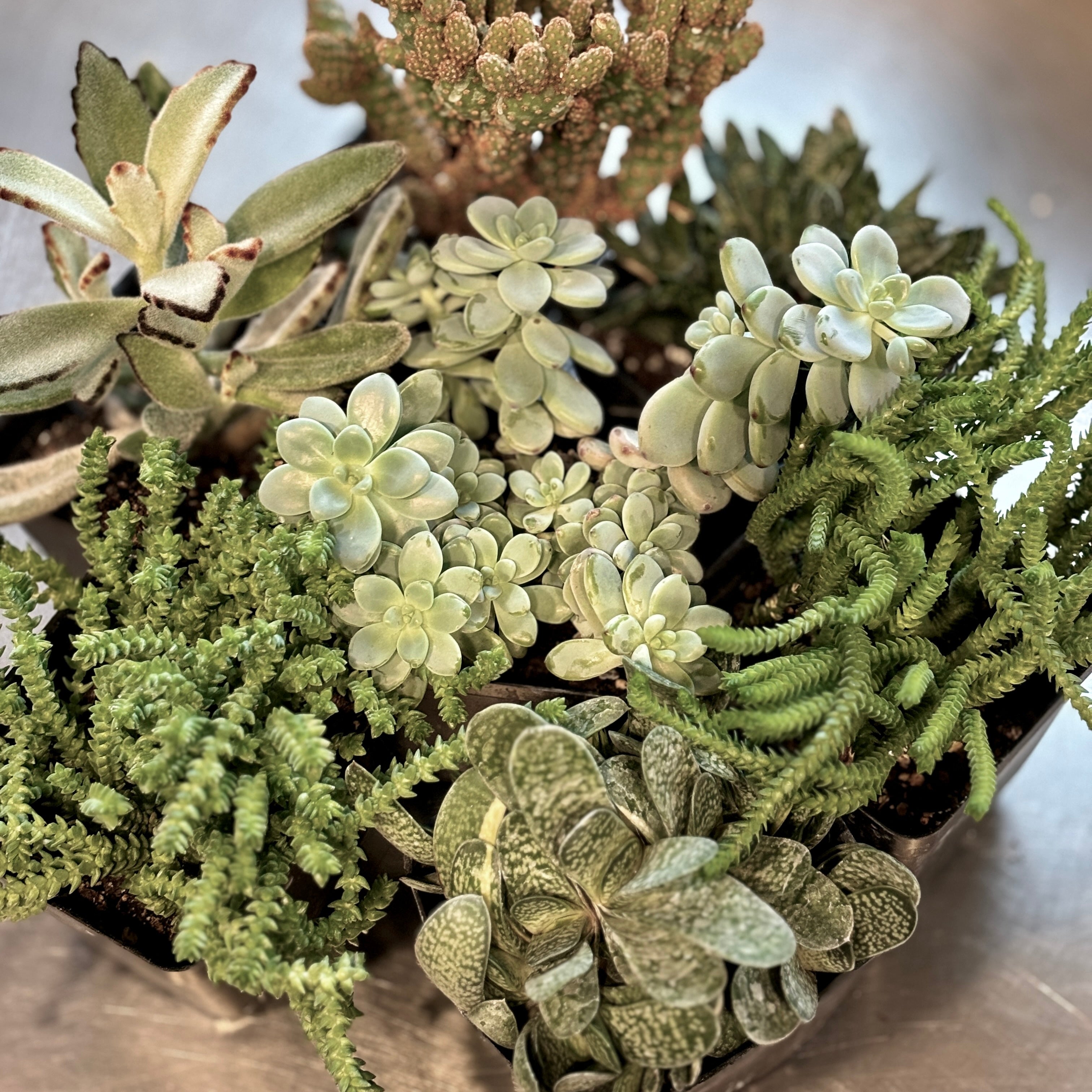 Create-Your-Own Succulent Bowl