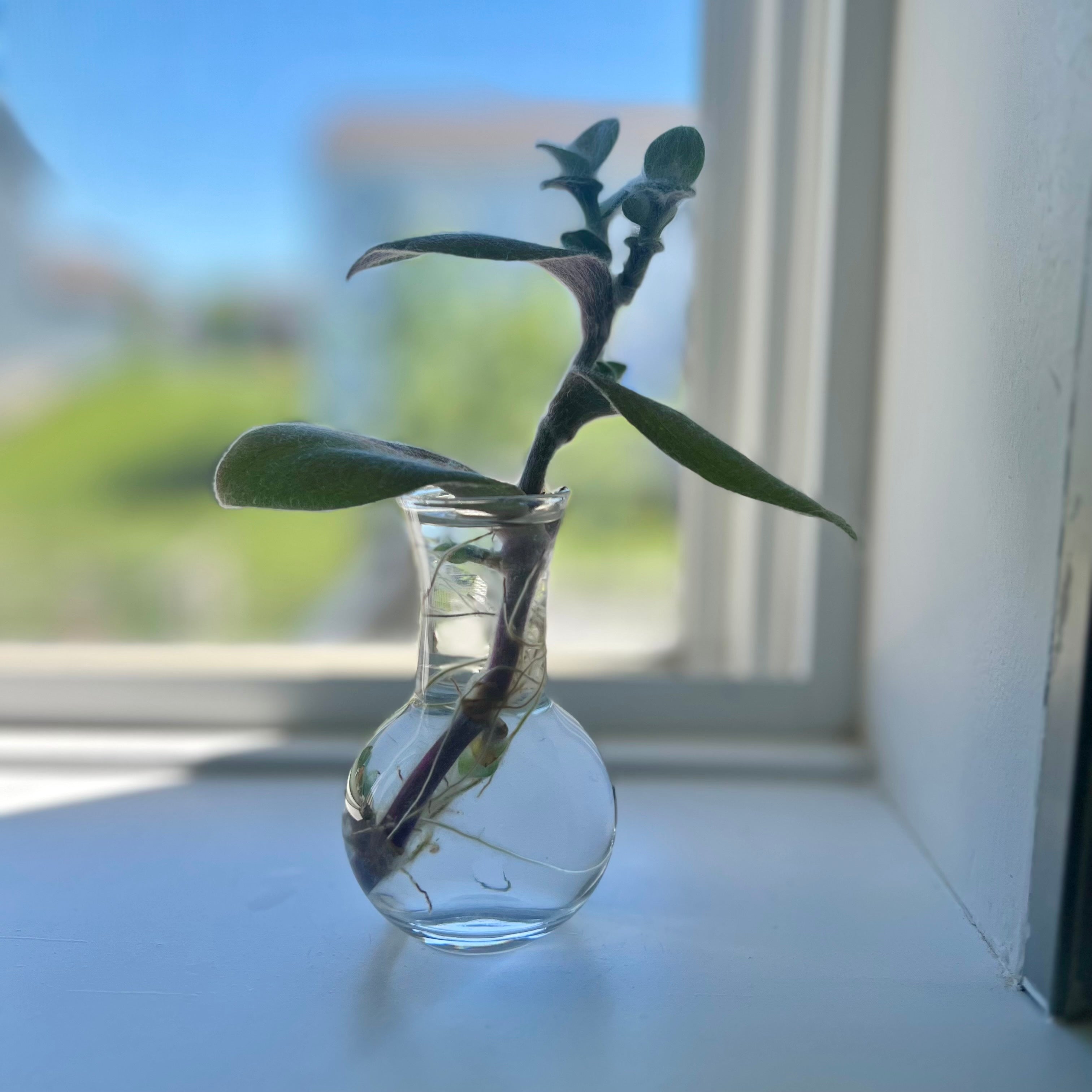 Houseplant Propagation 101