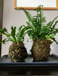 Create-Your-Own Kokedama - Morning Session