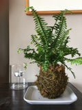 Create-Your-Own Kokedama - Afternoon Session