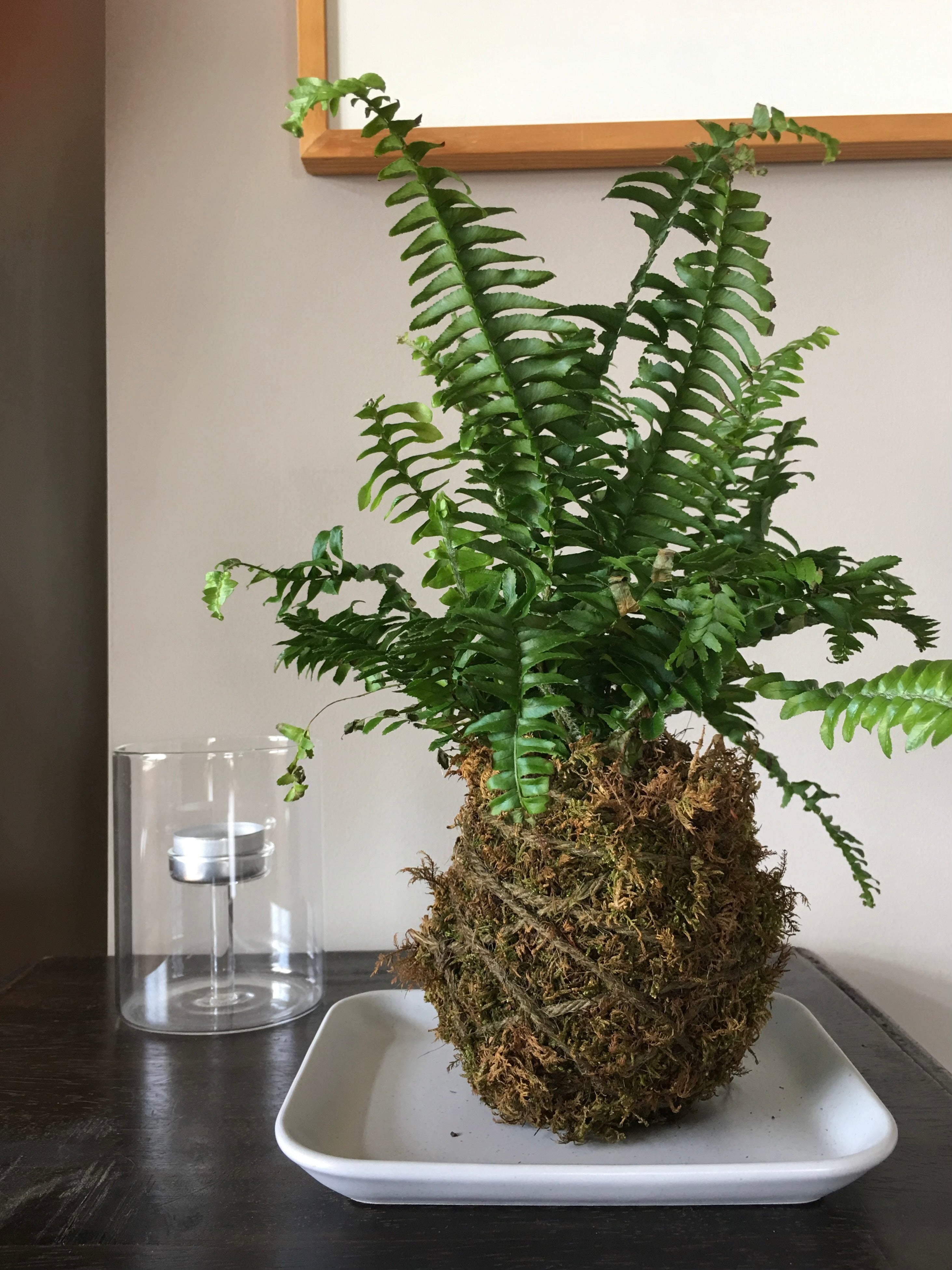 Create-Your-Own Kokedama - Afternoon Session