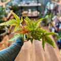 Fern Tricolor 4"