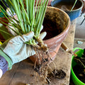 Houseplant Potting Service - 16" Pot