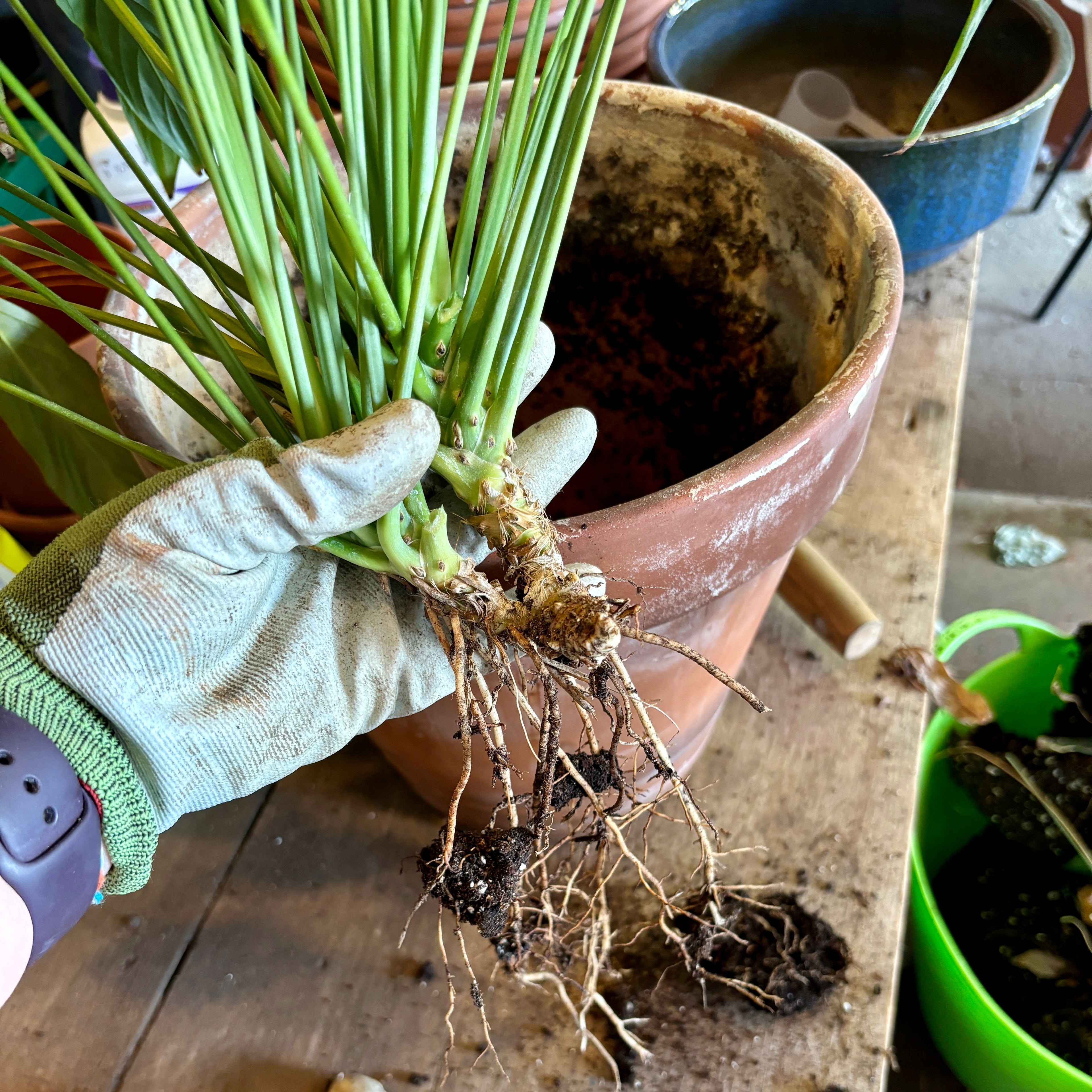 Houseplant Potting Service - 16" Pot