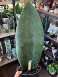 Sansevieria Victoria Whale Fin 6"