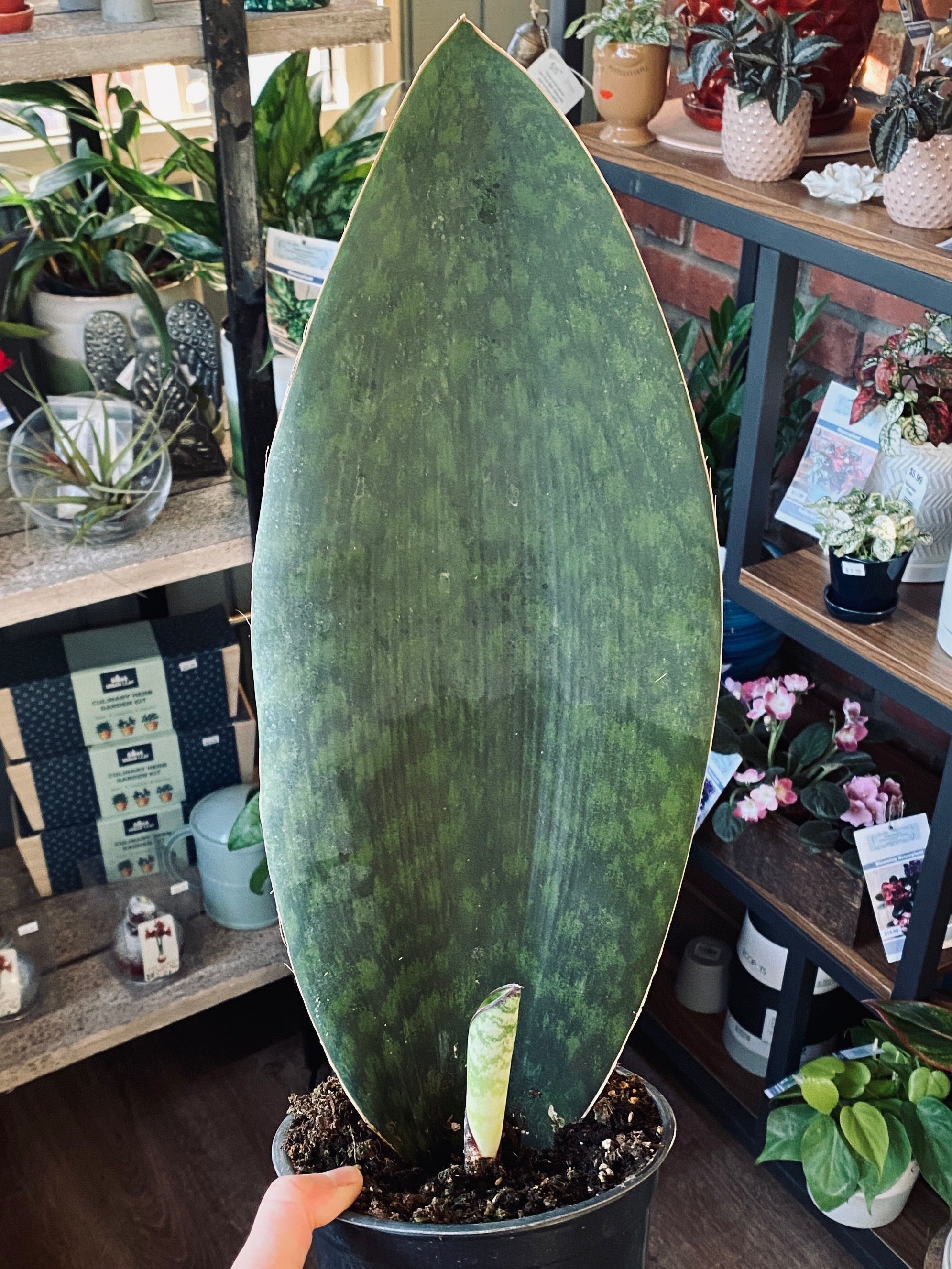 Sansevieria Victoria Whale Fin 6"