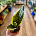 Sansevieria 'Laurentii' 4"