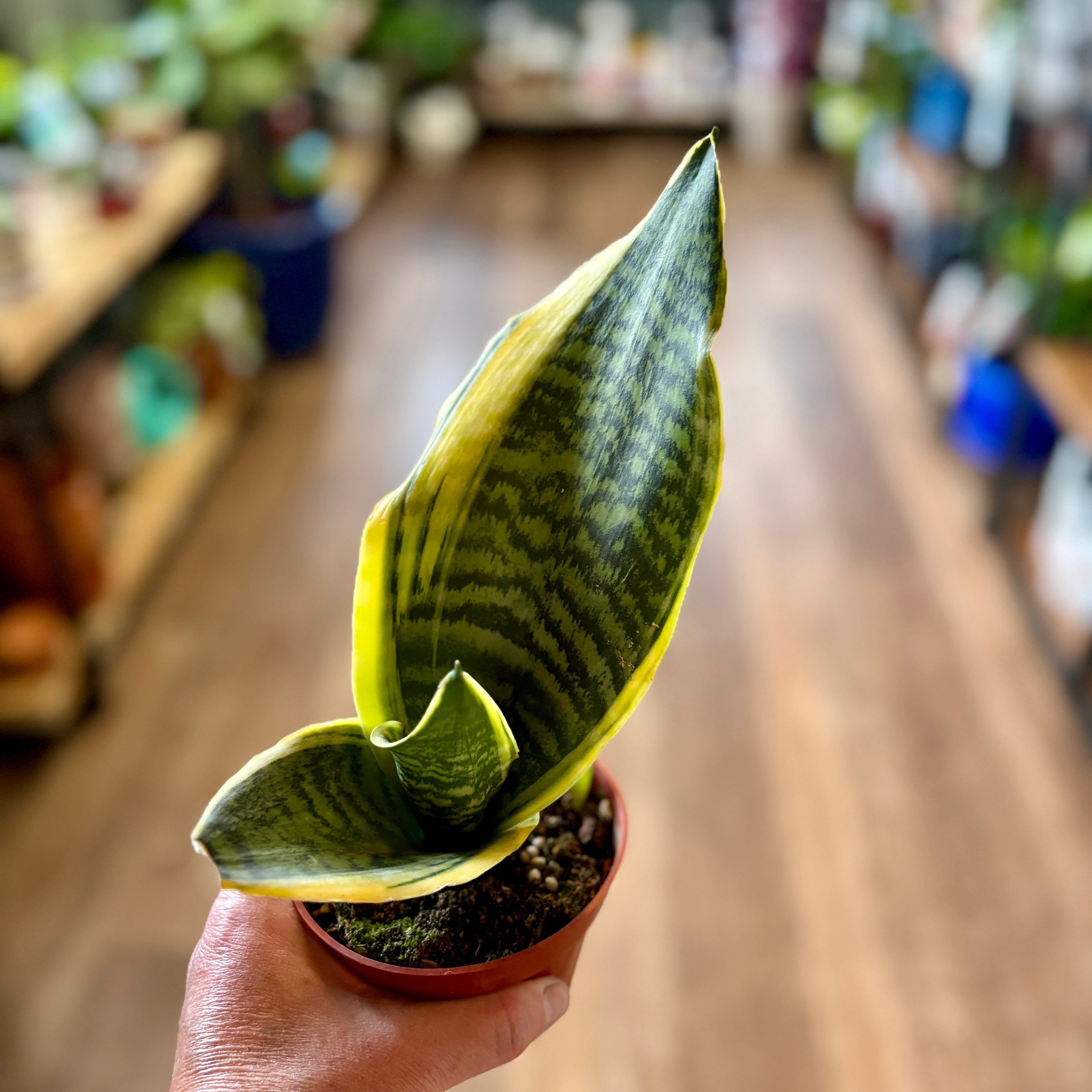 Sansevieria 'Laurentii' 4"