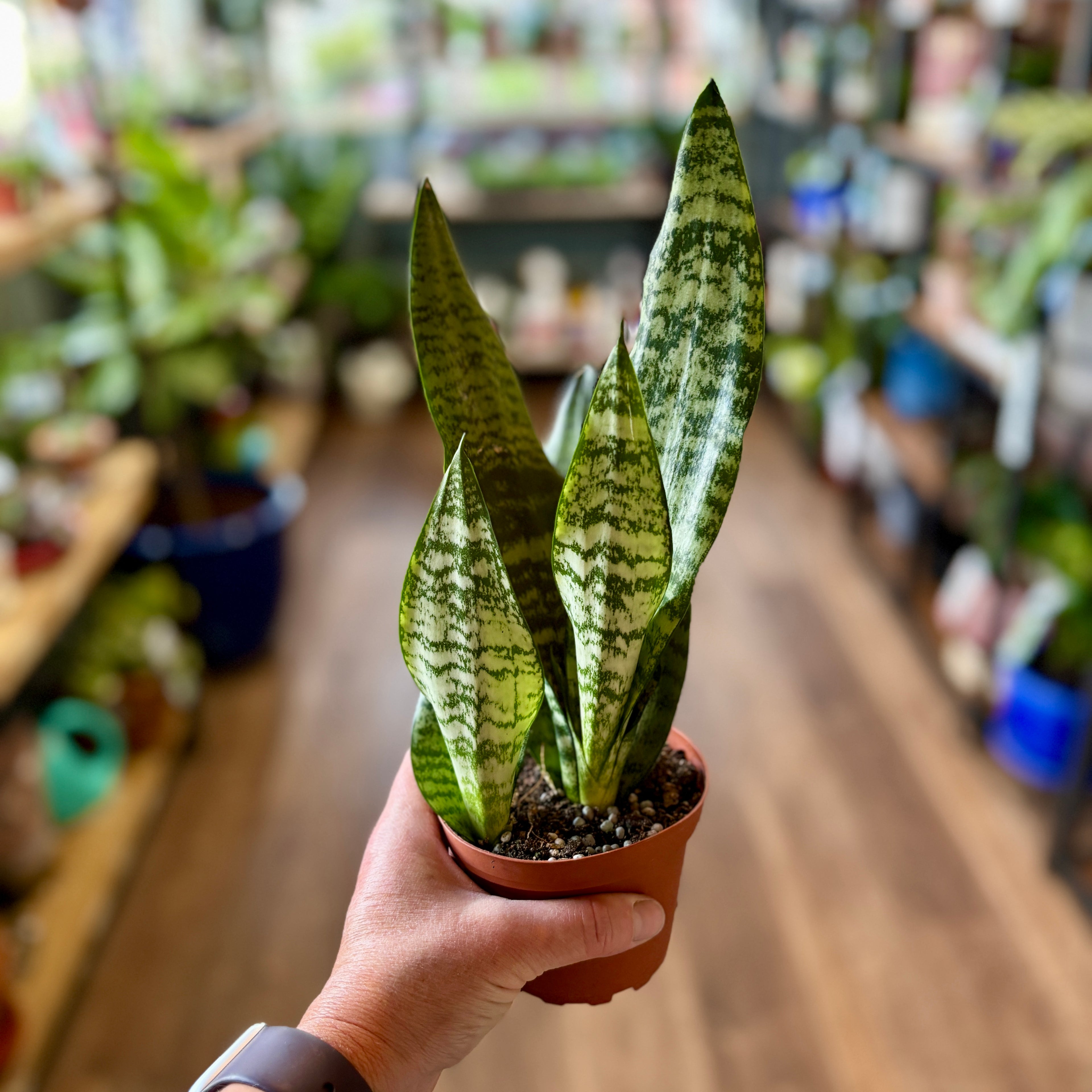 Sansevieria Robusta 4"