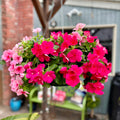 11" Vinca Hanging Basket