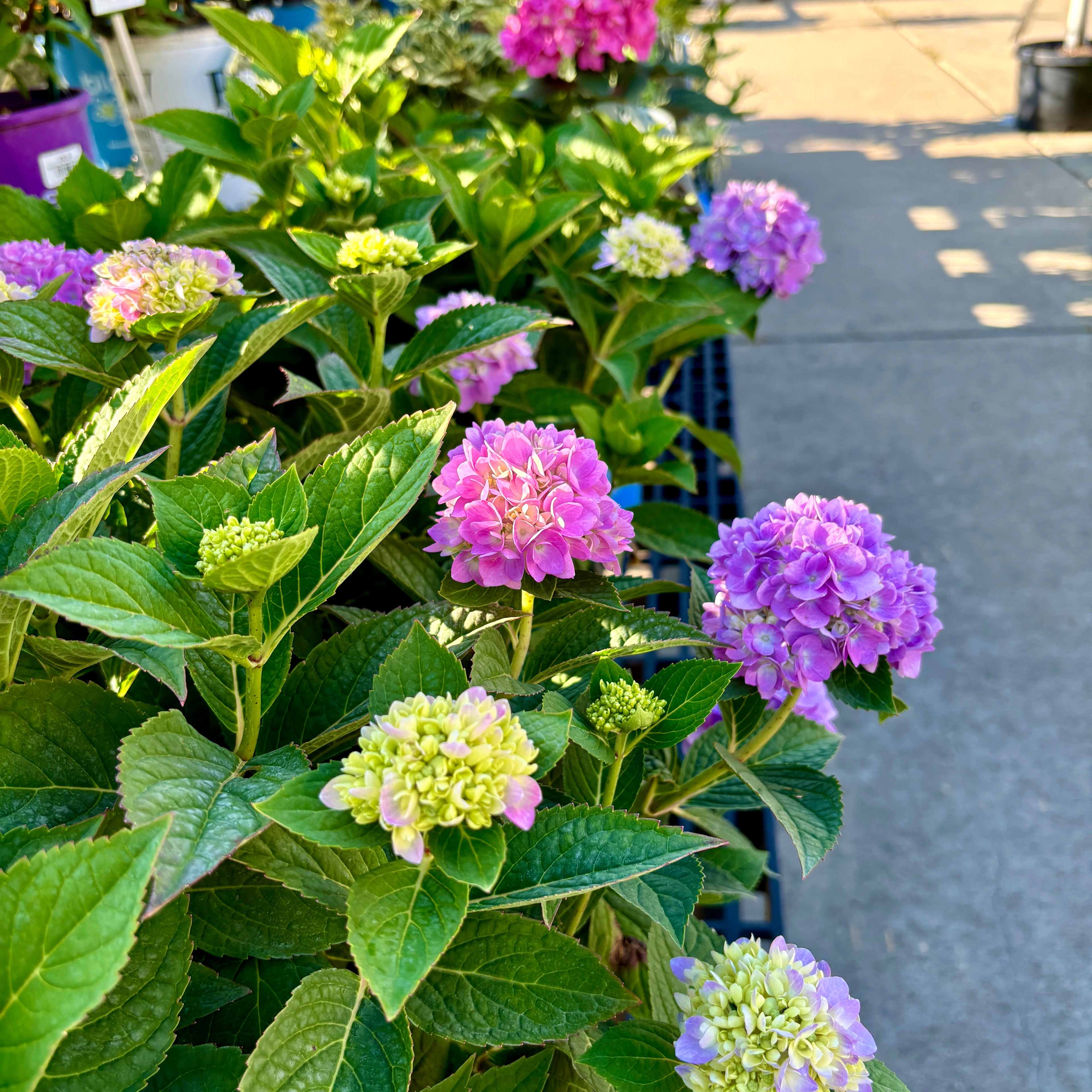 Hydrangea Endless Summer #2
