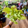 Syngonium 'Confetti' 4"