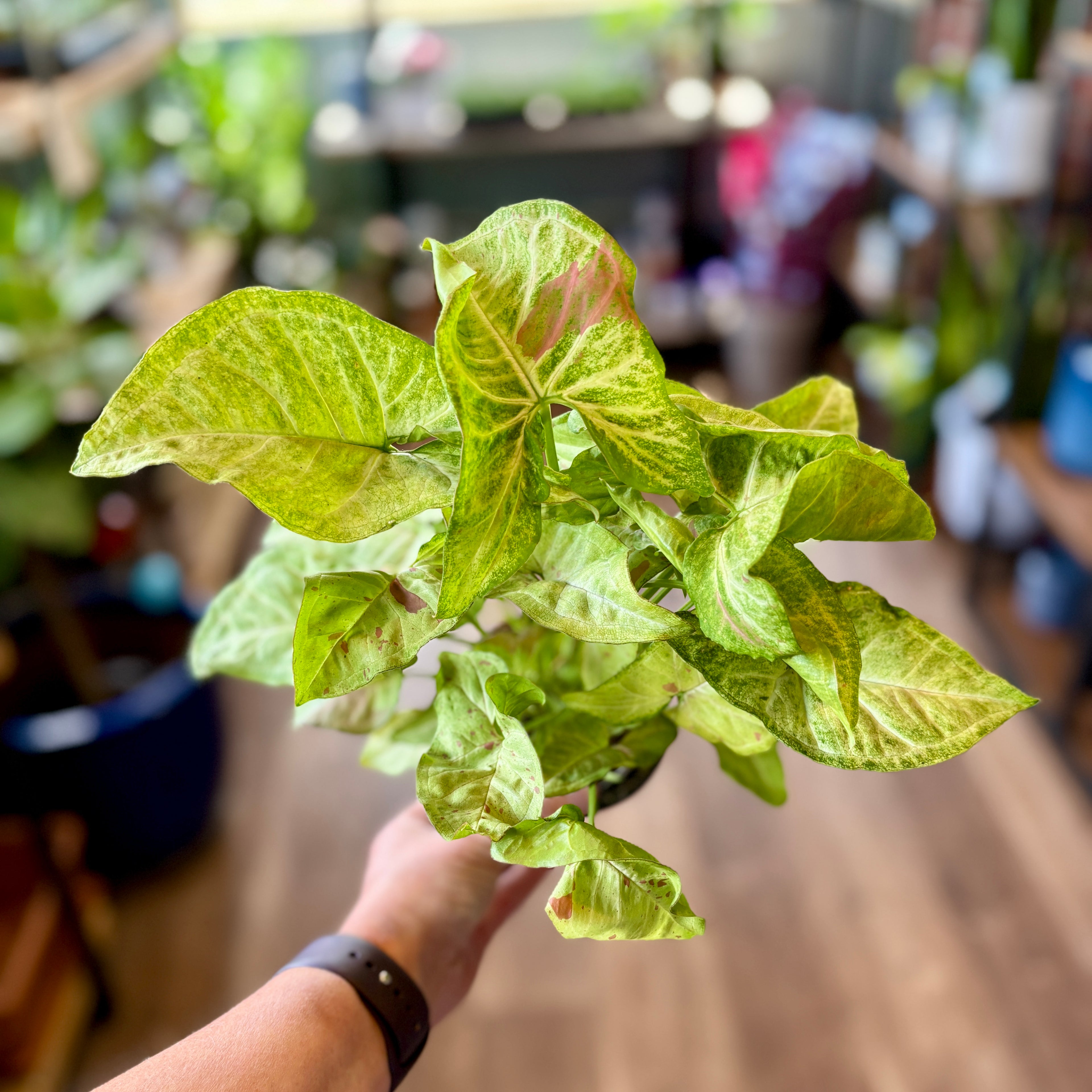 Syngonium 'Confetti' 4"