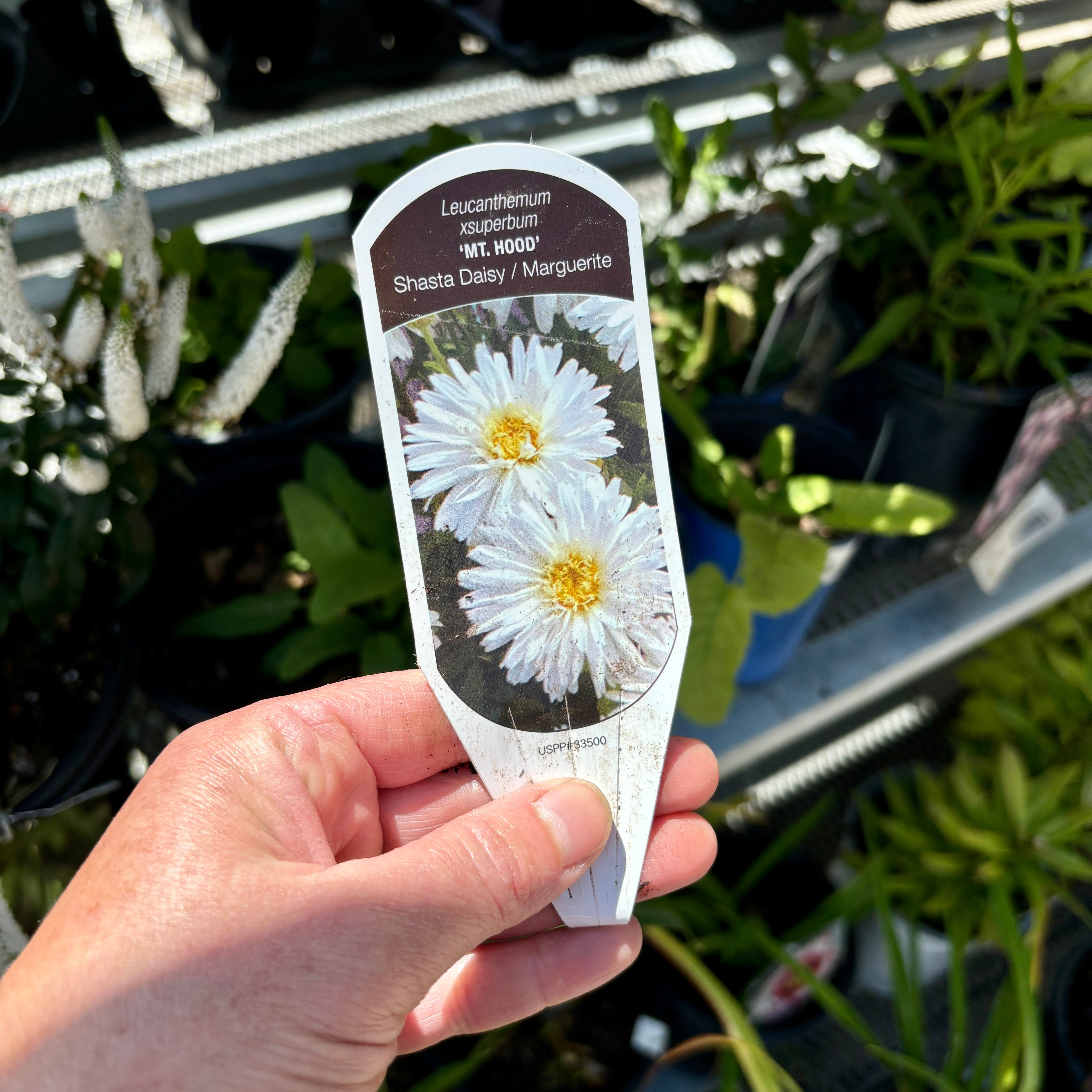 Leucanthemum 'Mt. Hood' Quart Pot