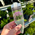 Salvia Fashionista 'Ballerina Pink' Quart Pot