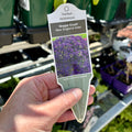 Aster 'Grape Crush' #1