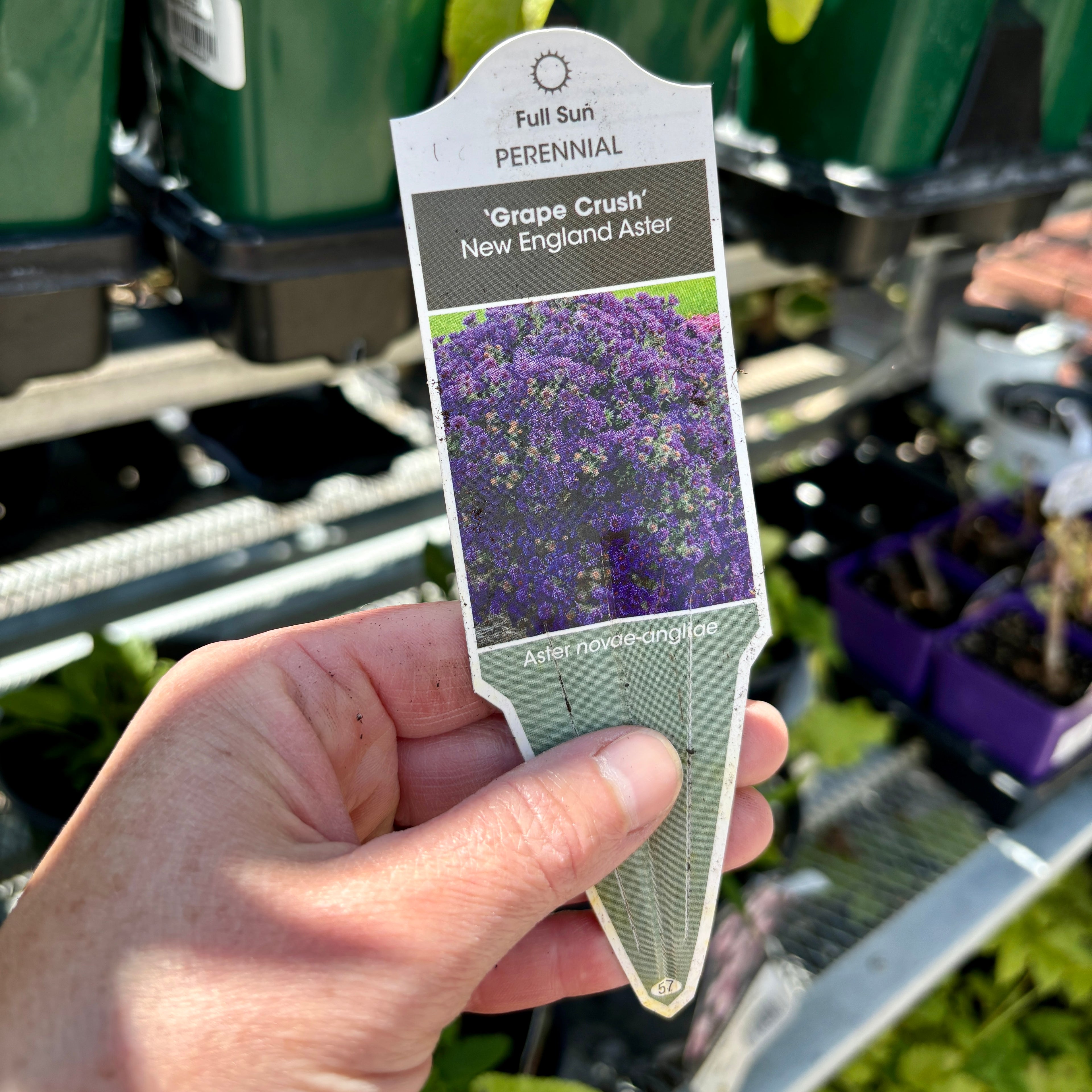 Aster 'Grape Crush' #1