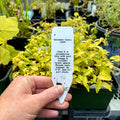 Veronica 'Aztec Gold' Quart