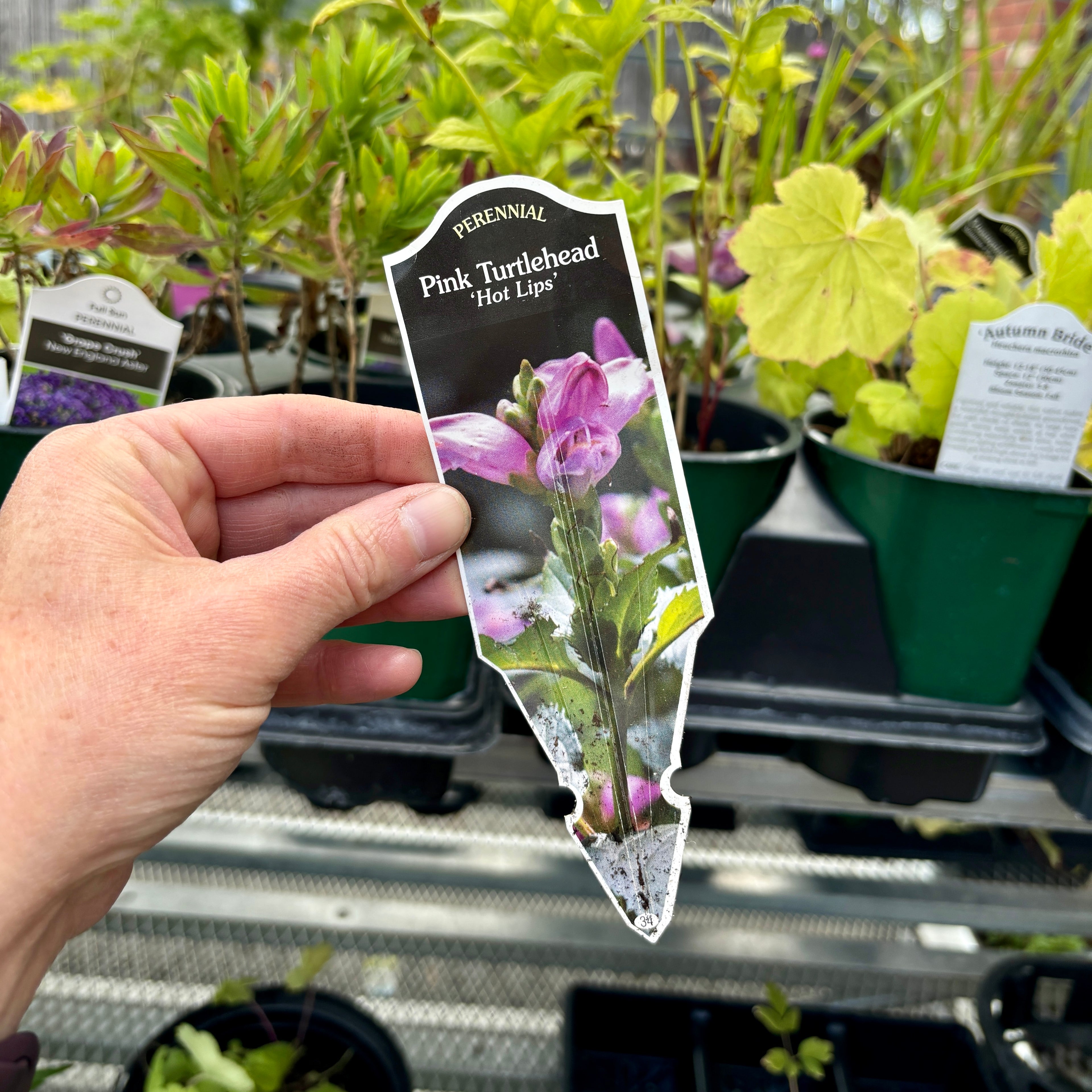 Chelone 'Hot Lips' Quart Pot