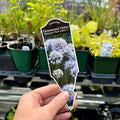 Allium Summer Peak-A-Boo Quart
