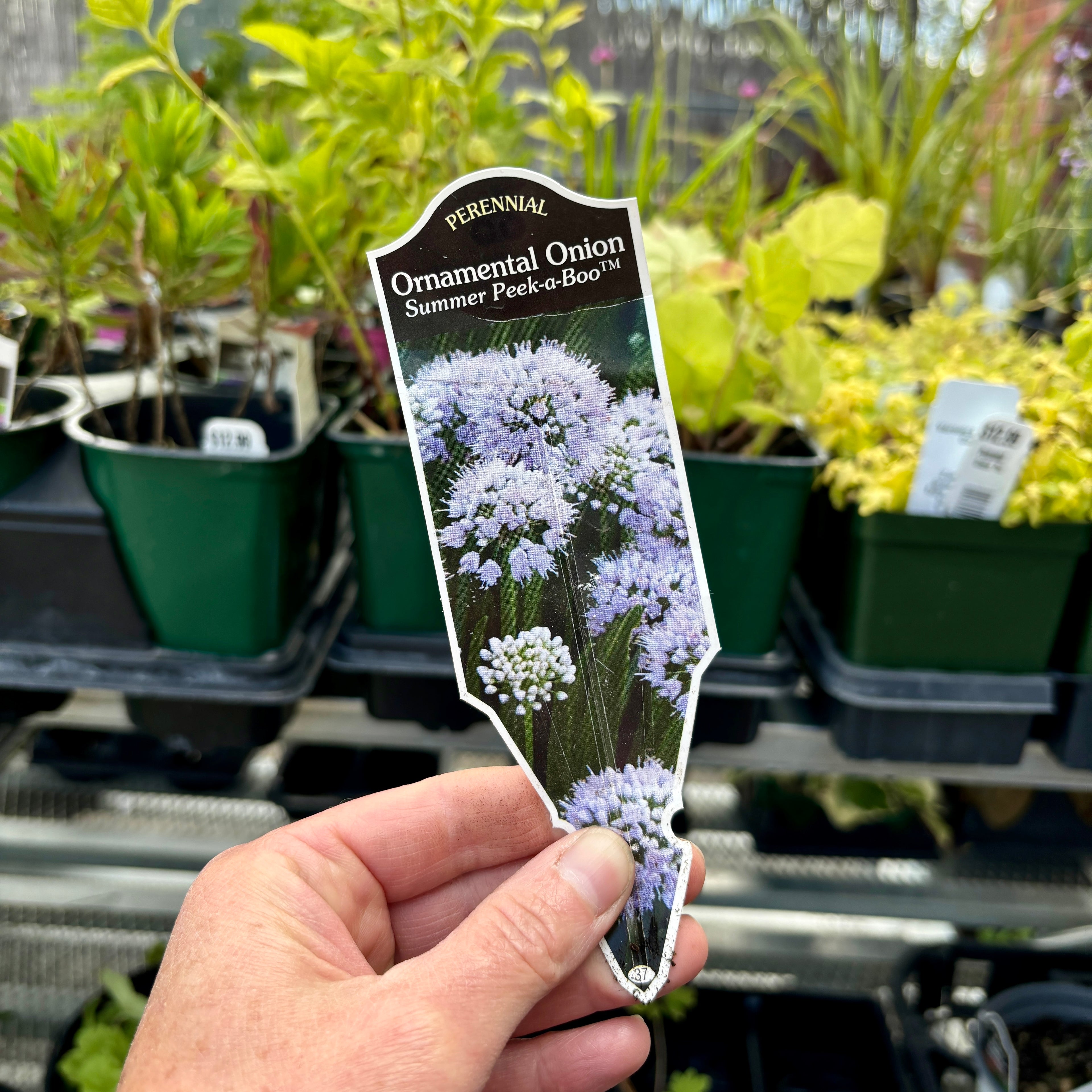 Allium Summer Peak-A-Boo Quart