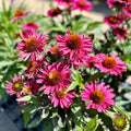Echinacea Kismet Raspberry #1