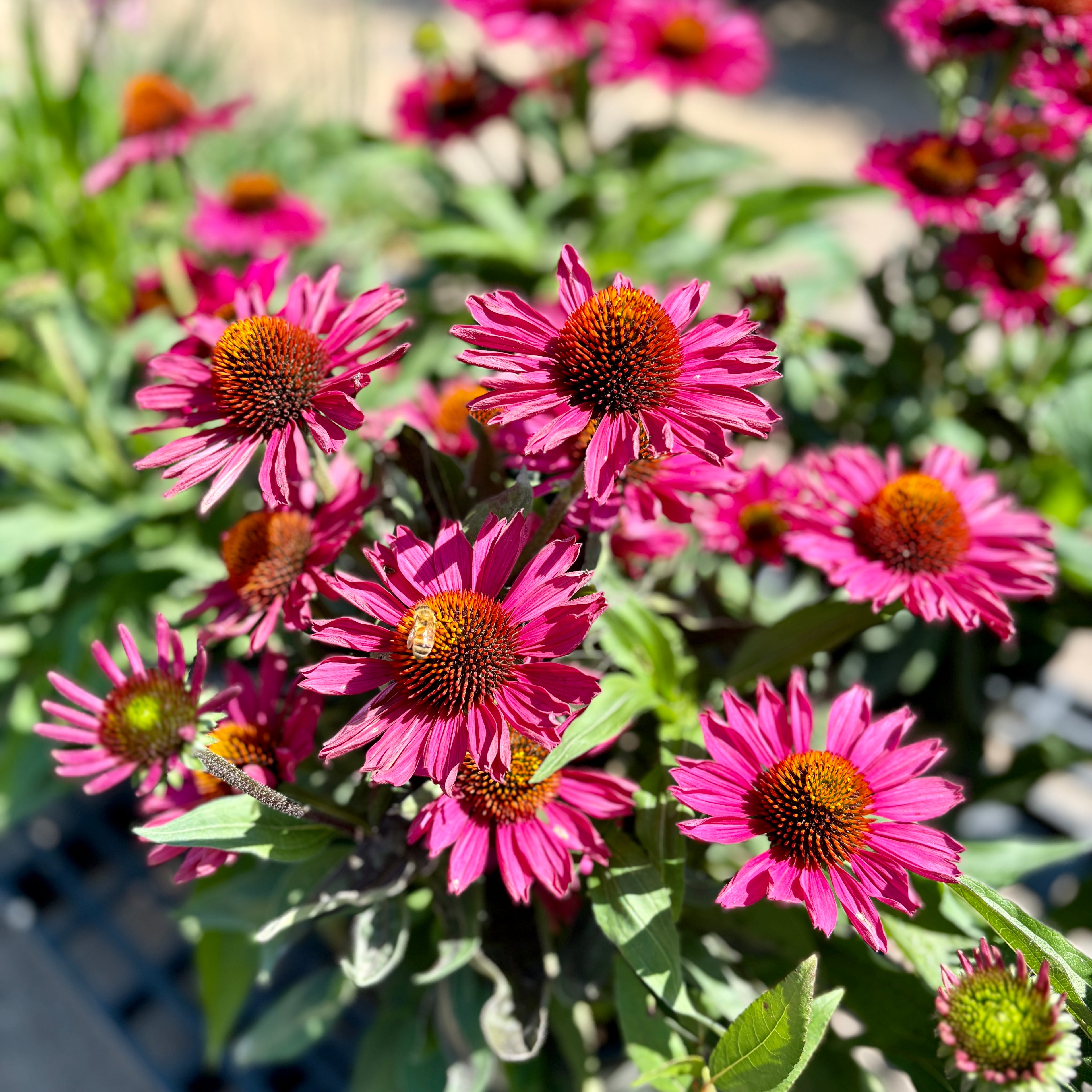 Echinacea Kismet Raspberry #1