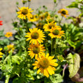 Echinacea Kismet Yellow #1