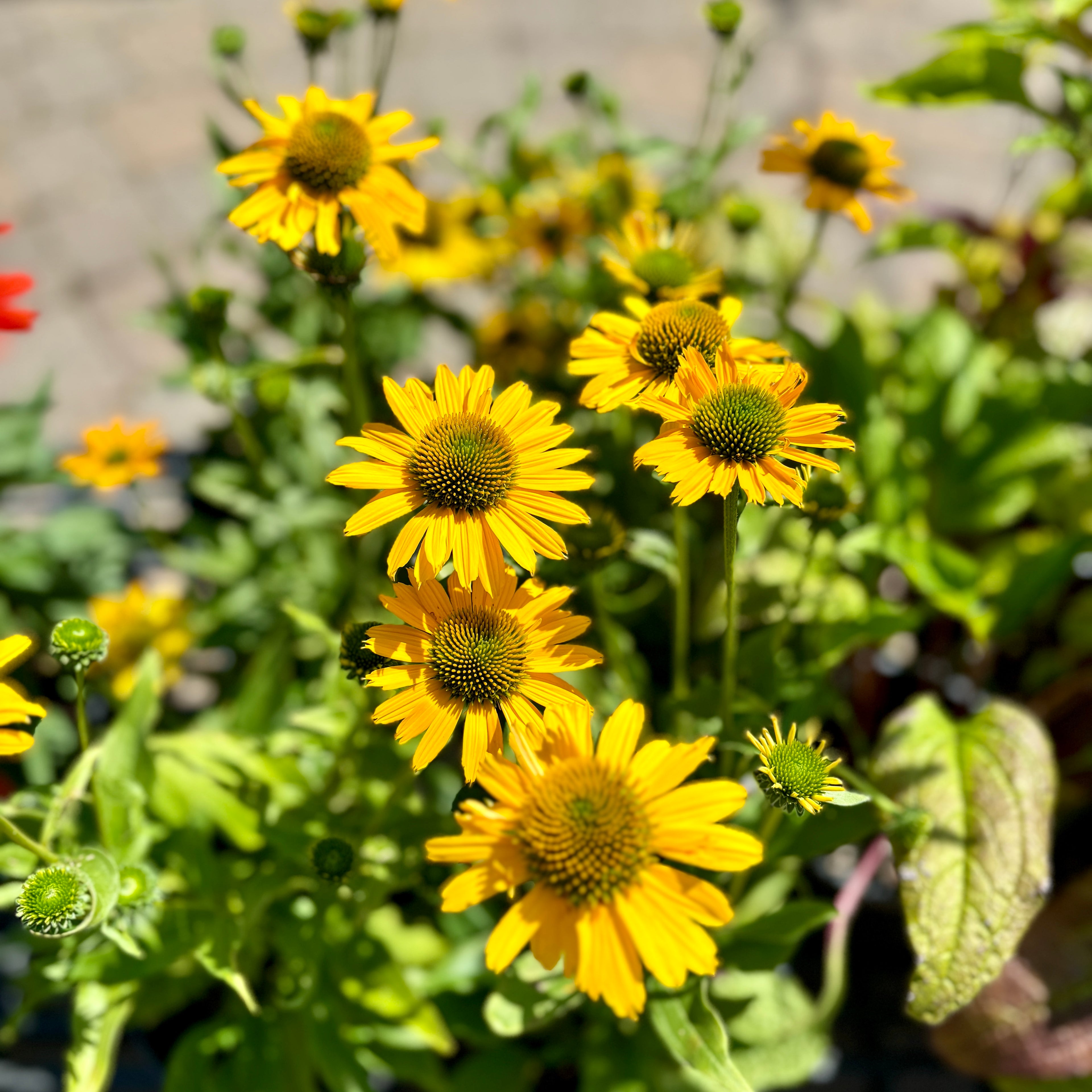 Echinacea Kismet Yellow #1