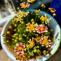 Coreopsis Sunset Burst #1
