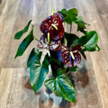Anthurium Black 'siempre' 6"