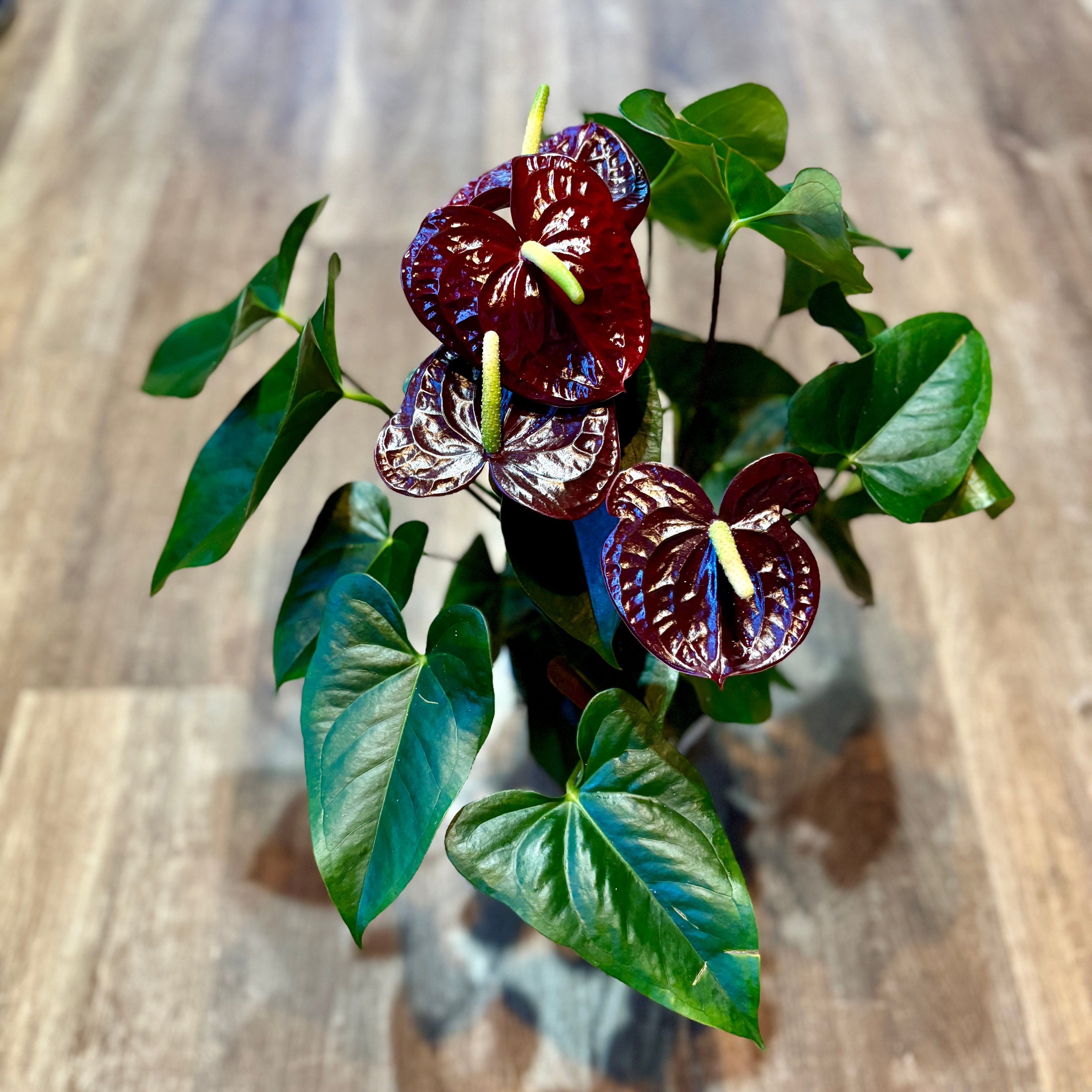 Anthurium Black 'siempre' 6"