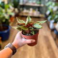 Peperomia 'Rosso' 4"