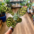 Calathea Peacock 4 Inch