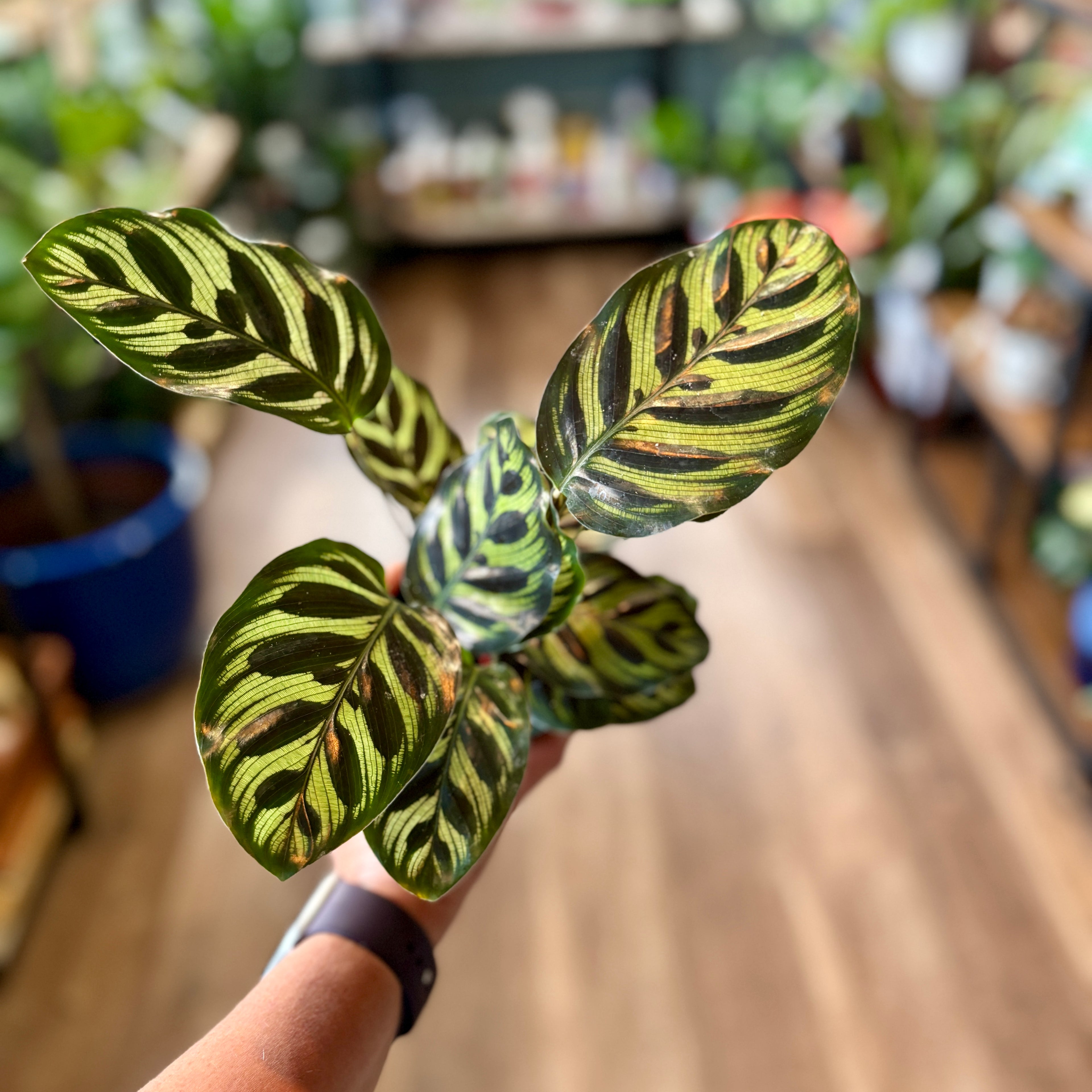 Calathea Peacock 4 Inch