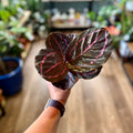 Calathea Dottie 4"