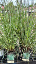 Schizathyrium 'smoke Signal'/Little Bluestem #1