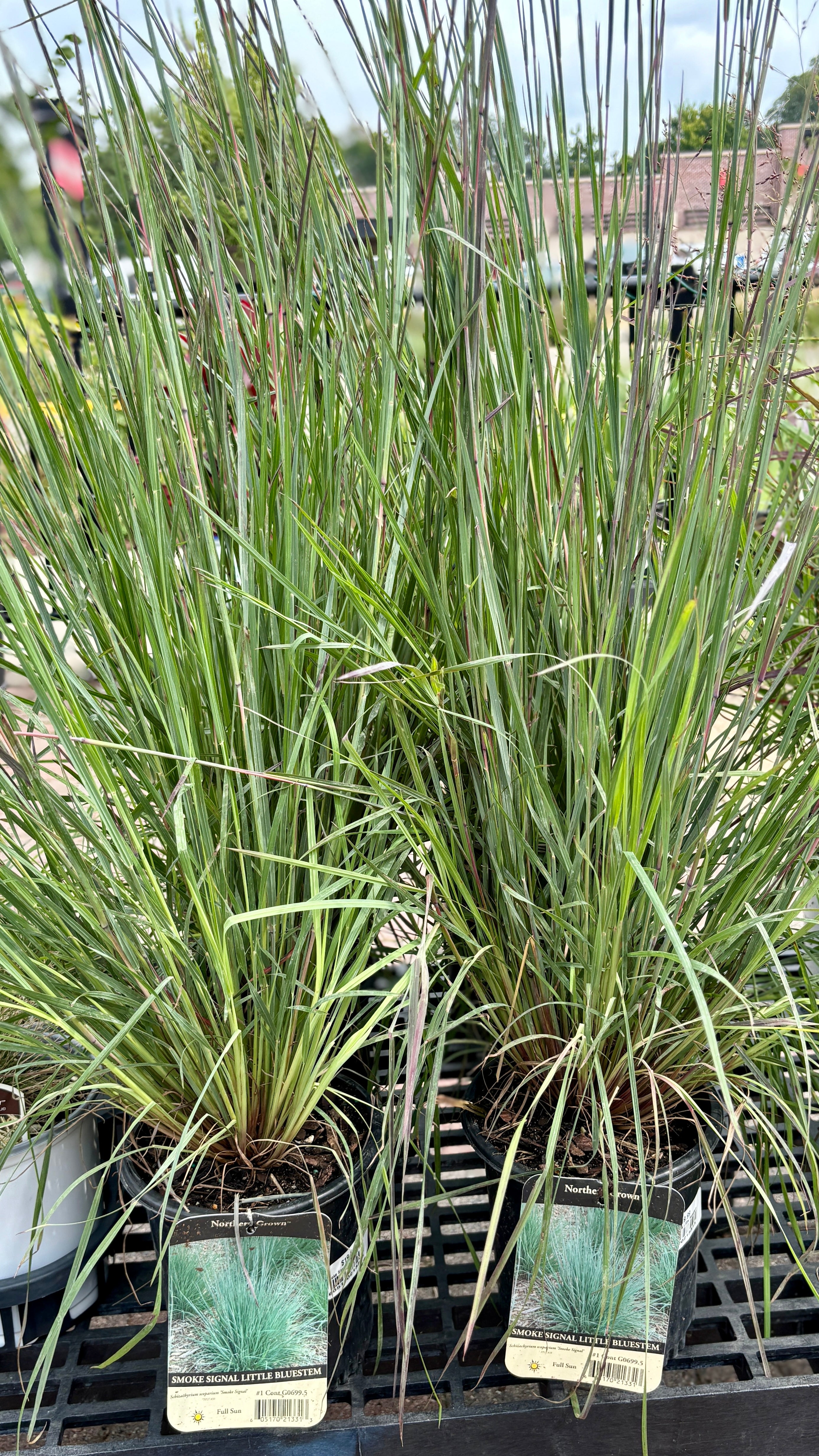 Schizathyrium 'smoke Signal'/Little Bluestem #1