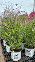 Panicum/Prairie Winds 'Cheyenne Sky' #1